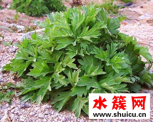 孕婦可以吃艾葉草嗎？