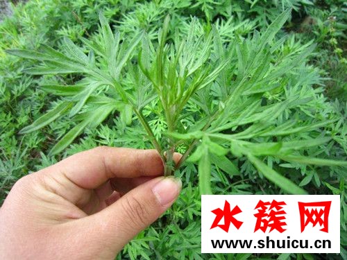 孕婦可以吃艾葉草嗎？