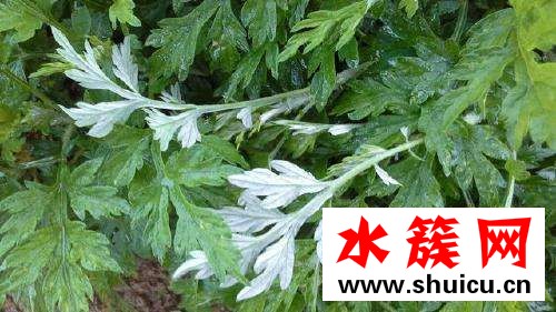 孕婦可以吃艾葉草嗎？