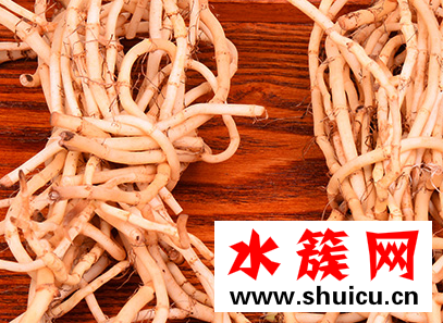 魚腥草可以長期泡水喝嗎