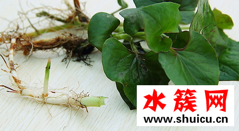 魚腥草可以長期泡水喝嗎