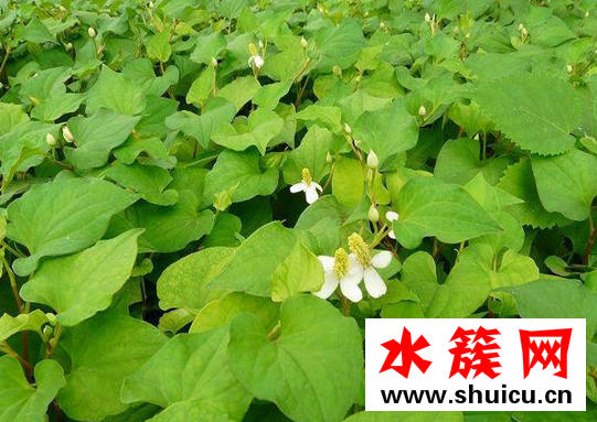 魚腥草可以長期泡水喝嗎