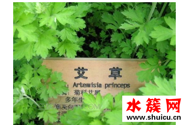 干艾草泡腳有什么作用？